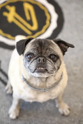 Paris, The Pug at Allied Flooring, Paint & Design